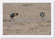 07IntoNgorongoro - 084 * Grey Crowned Crane.